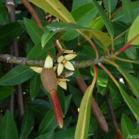 Rhizophora apiculata Blume